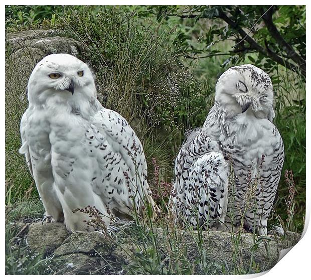 Snowy Owls Print by Sam Smith
