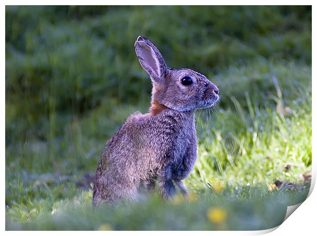 Wild hare Print by Sam Smith