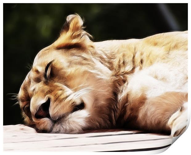 Sleeping Lioness Print by Sam Smith