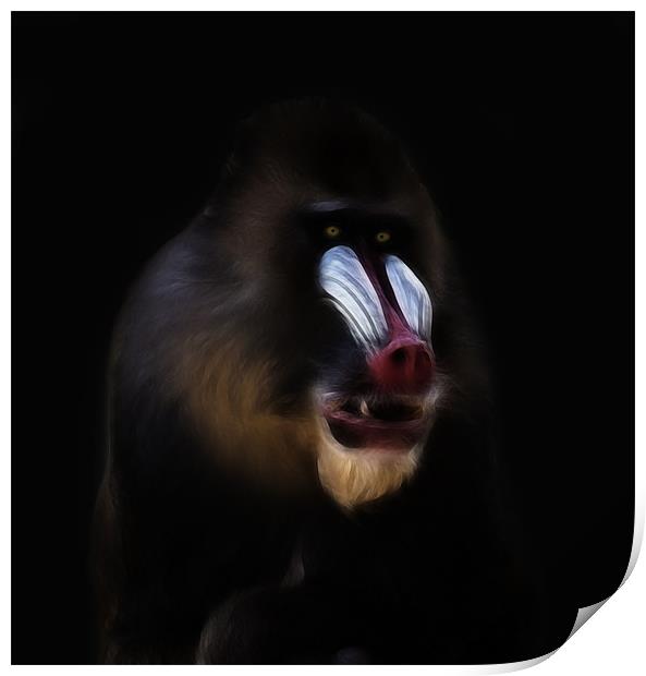 Mandrill Print by Sam Smith