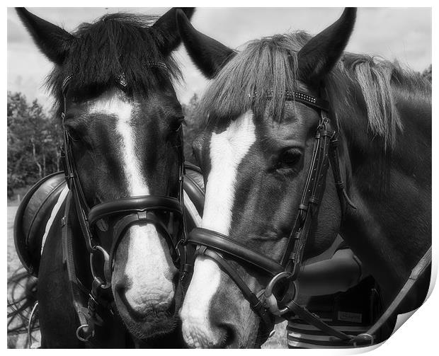 Horses Print by Sam Smith