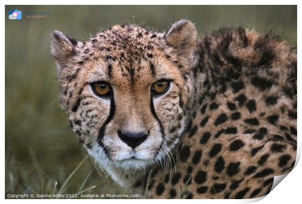 Cheetah Print by Joanne Wilde
