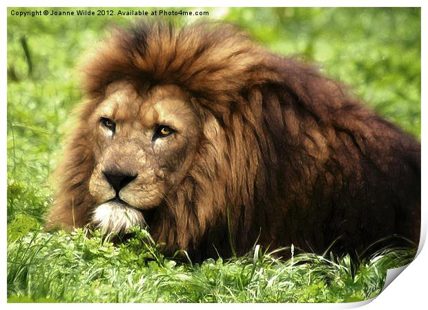Lion Print by Joanne Wilde