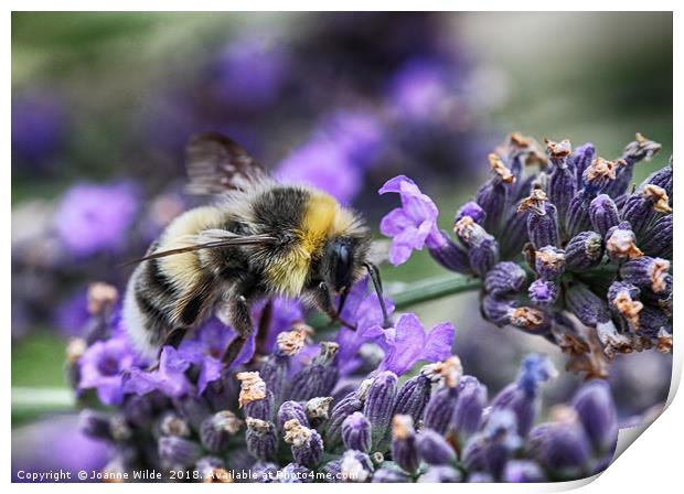 Busy Bee Print by Joanne Wilde