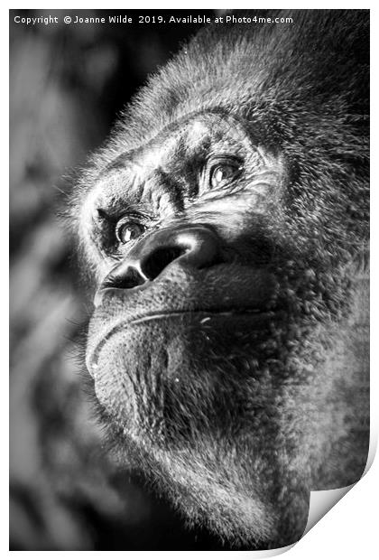Gorilla Print by Joanne Wilde