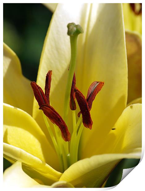 Lily Appeal Print by james sanderson