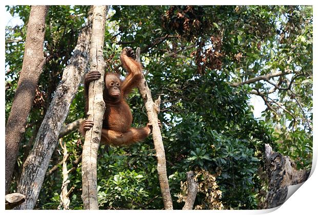 Orang Utan lookout Print by Adam Jesney