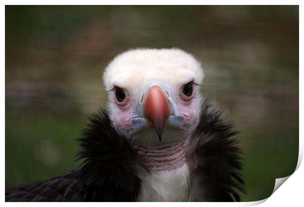 White Headed Vulture Print by Adam Jesney