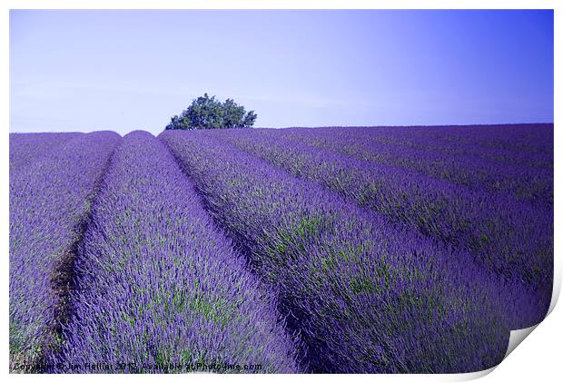 Lavender Fields Snowshill Cotswold Print by Jim Hellier