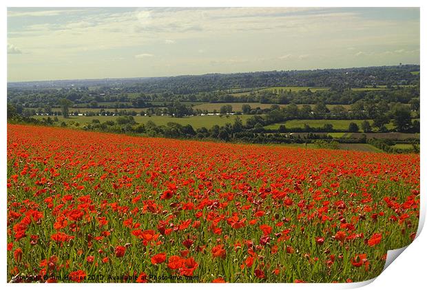 Poppies Fields Thames Valley Print by Jim Hellier