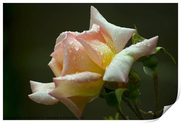 A Rose Print by Jim Hellier