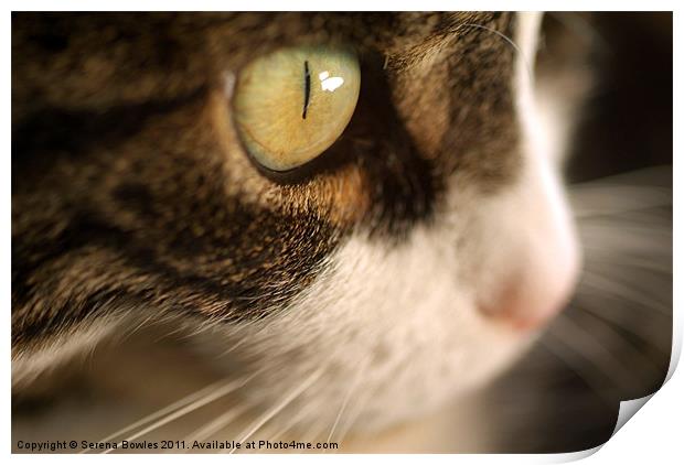 Cat's Eye Print by Serena Bowles