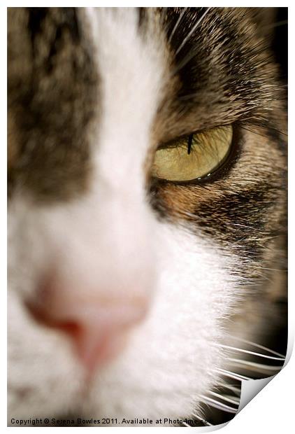 Cat's Eye Print by Serena Bowles