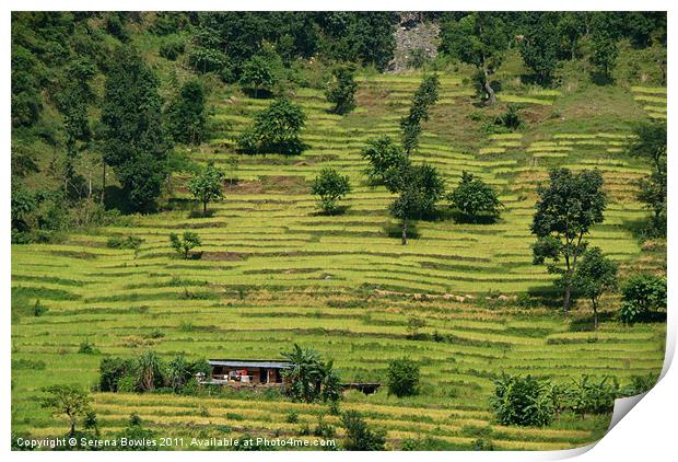 House Amongst Rice Fields near Birethanti Print by Serena Bowles