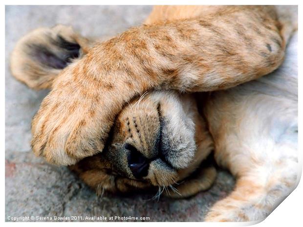 The Lion Sleeps - Sleeping Lion Cub, Antelope Park Print by Serena Bowles