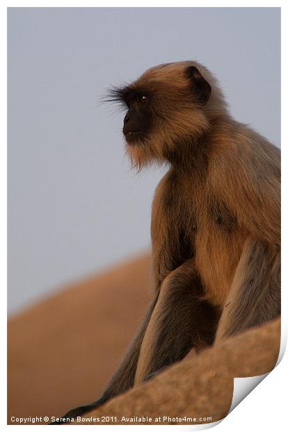 Langur Monkey in Quiet Contemplation, Hampi, India Print by Serena Bowles