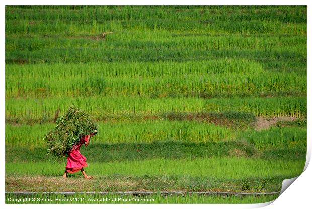 Woman Harvesting Crops near Bhaktapur, Nepal Print by Serena Bowles