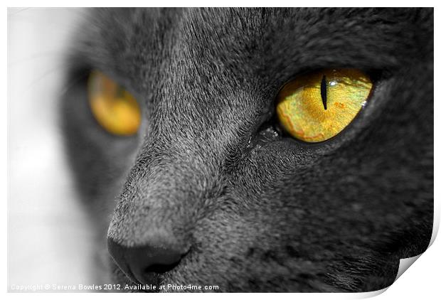 The Golden Eyes of a Cat Print by Serena Bowles