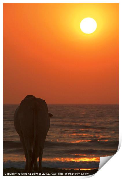 Cow Watching the Sunset Arambol, Goa, India Print by Serena Bowles