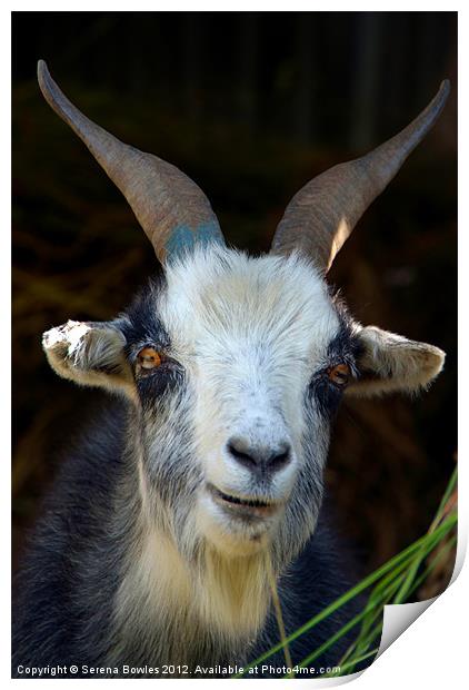 Curious Goat en route to Ghorepani Print by Serena Bowles