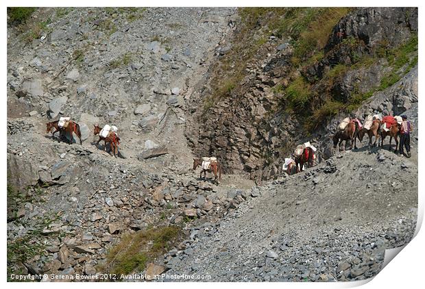 Mules Crossing Landslide near Birethanti Print by Serena Bowles