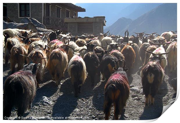 Mustang Goats on Road, Annapurna Circuit, Nepal Print by Serena Bowles