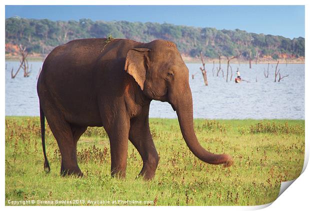 Elephant by the Lake Kaudulla, Sri Lanka Print by Serena Bowles