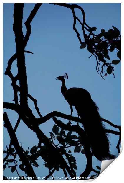 Silhouette of Indian Peacock in Tree, Ranthambore, Print by Serena Bowles