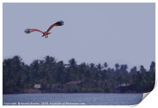 Brahimny Kite in Flight Kerala Print by Serena Bowles
