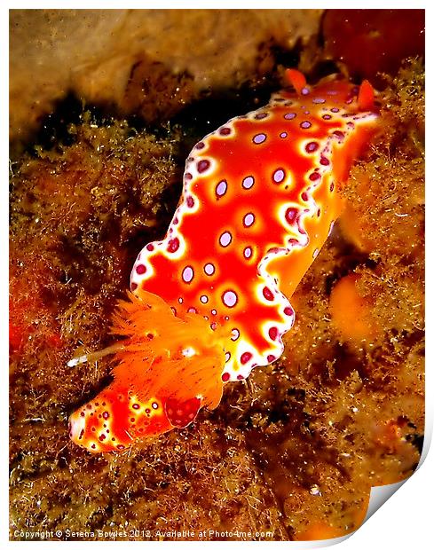 Bright Orange Nudibranch Print by Serena Bowles