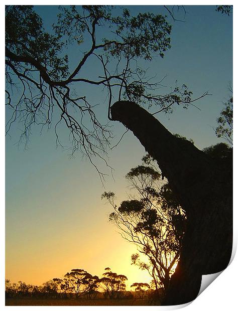 In the Trees, Western Australia Sunset Print by Serena Bowles
