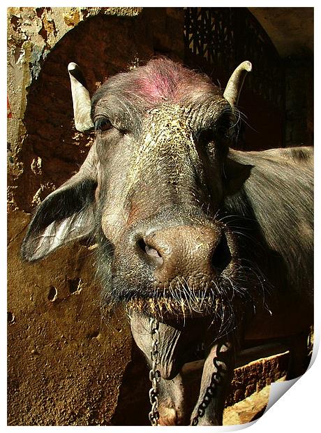 Annointed Water Buffalo Print by Serena Bowles