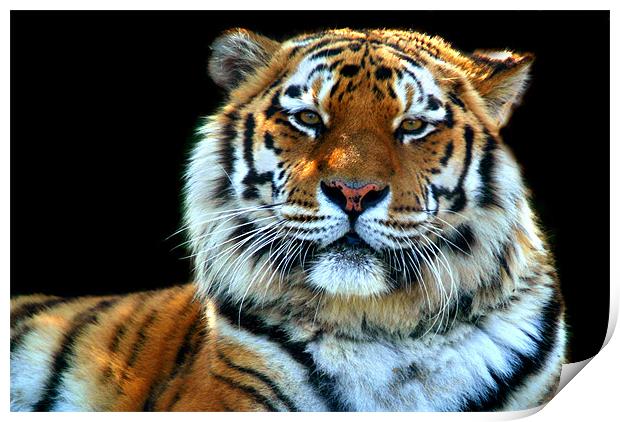 Majestic Sumatran Tiger Print by Serena Bowles