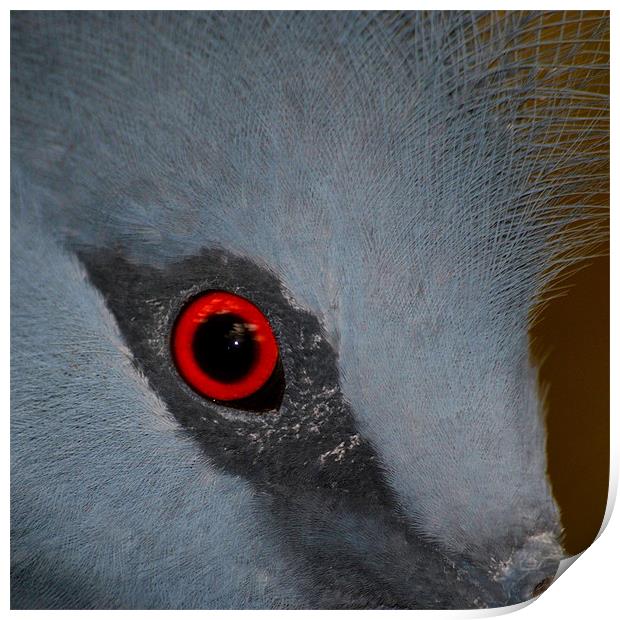 Victoria Crowned Pigeon Eye Print by Serena Bowles