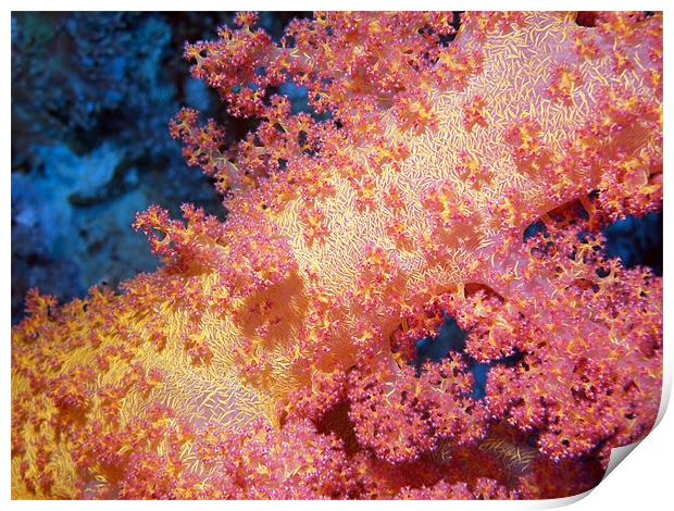 Close up of Pink & Yellow Soft Coral, Red Sea Print by Serena Bowles