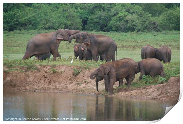 Elephant Family Kaudulla Print by Serena Bowles