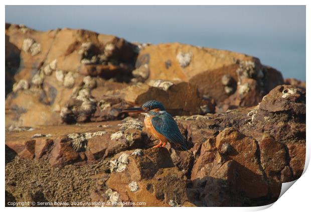 Kingfisher on the Rocks Print by Serena Bowles