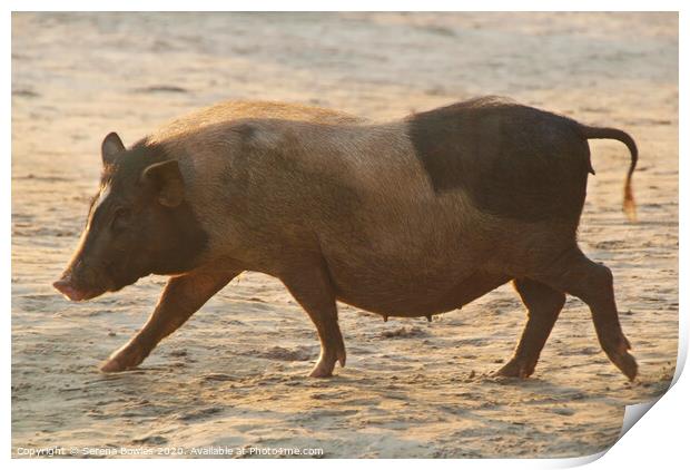 Piggy on Palolem Beach Print by Serena Bowles