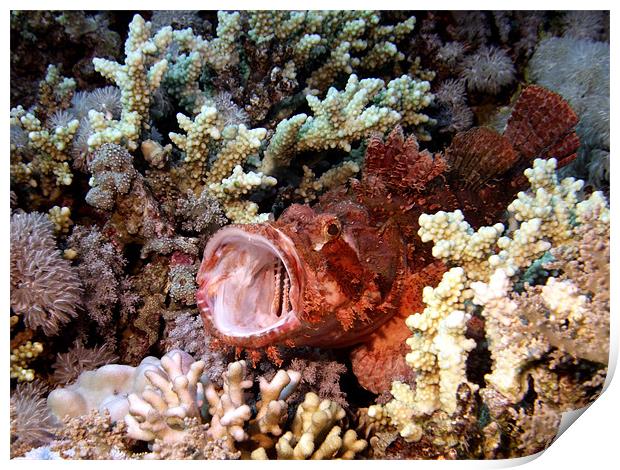 Red Scorpion Fish With Mouth Open, Red Sea, Egypt Print by Serena Bowles