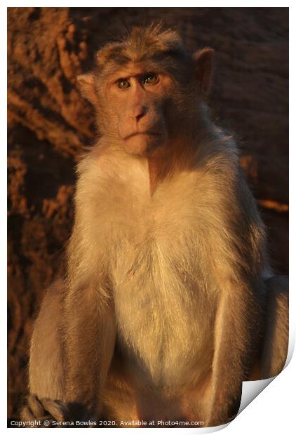 Macaque Monkey Badami Print by Serena Bowles