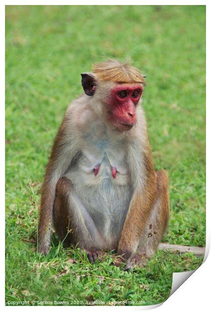 Sri Lankan Toque Macaque Monkey Print by Serena Bowles