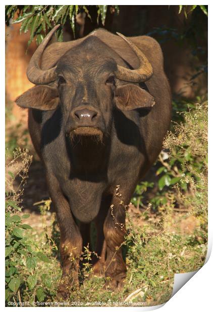 Water Buffalo Stands his Ground Print by Serena Bowles