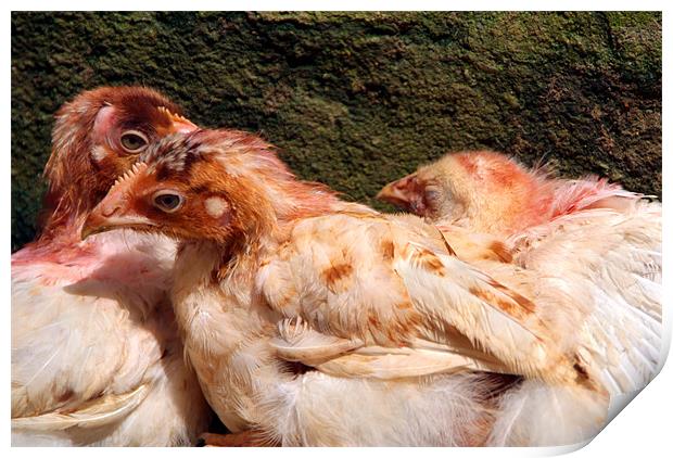 Three Chickens Nestled Against a Wall Print by Serena Bowles