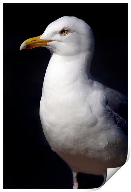 Standing Seagull Print by Serena Bowles