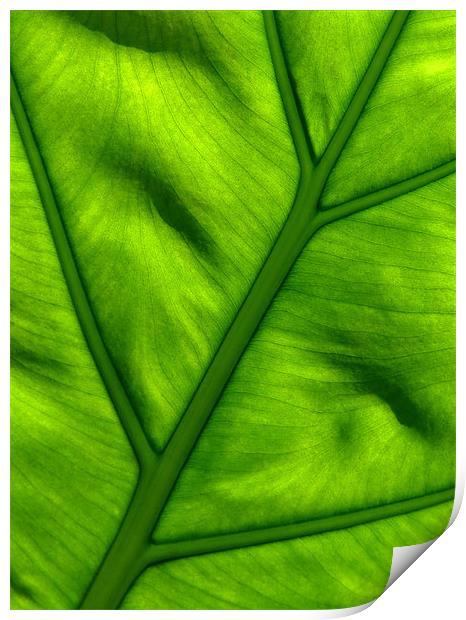 Nature's Work - Light Shining Through Green Leaf Print by Serena Bowles