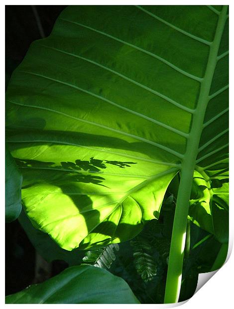 Shadows on a Back-lit Green Tropical Leaf, Laos Print by Serena Bowles