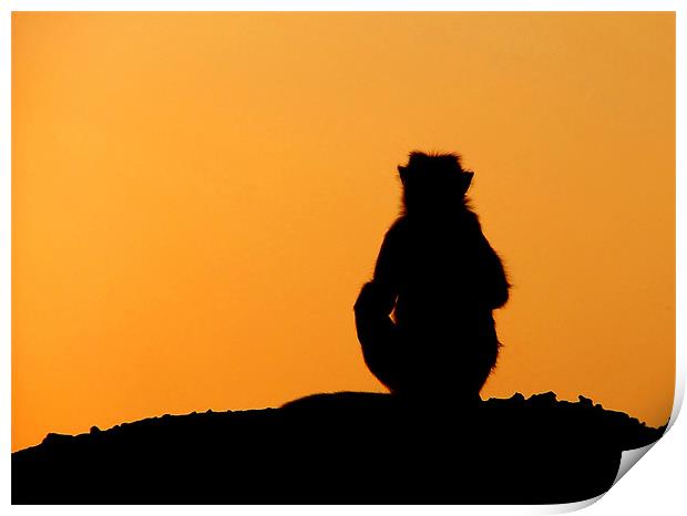Sunset Silhouette of Macaque Monkey, Badami, Karna Print by Serena Bowles