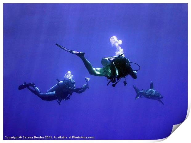 Divers Photographing an Oceanic Whitetip Shark, Re Print by Serena Bowles