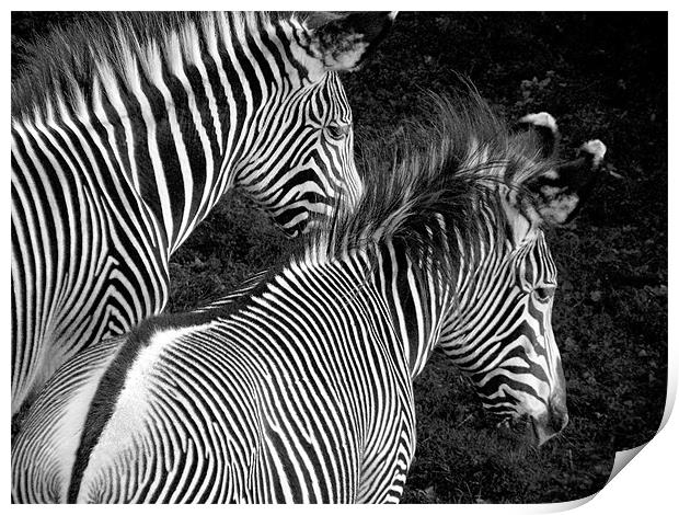 Two Zebras Together Print by Zoe Anderson