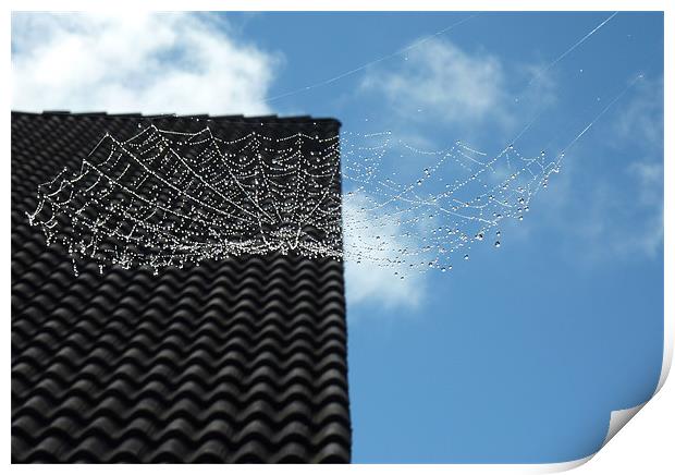 Wet Spider Web Print by Vera Azevedo